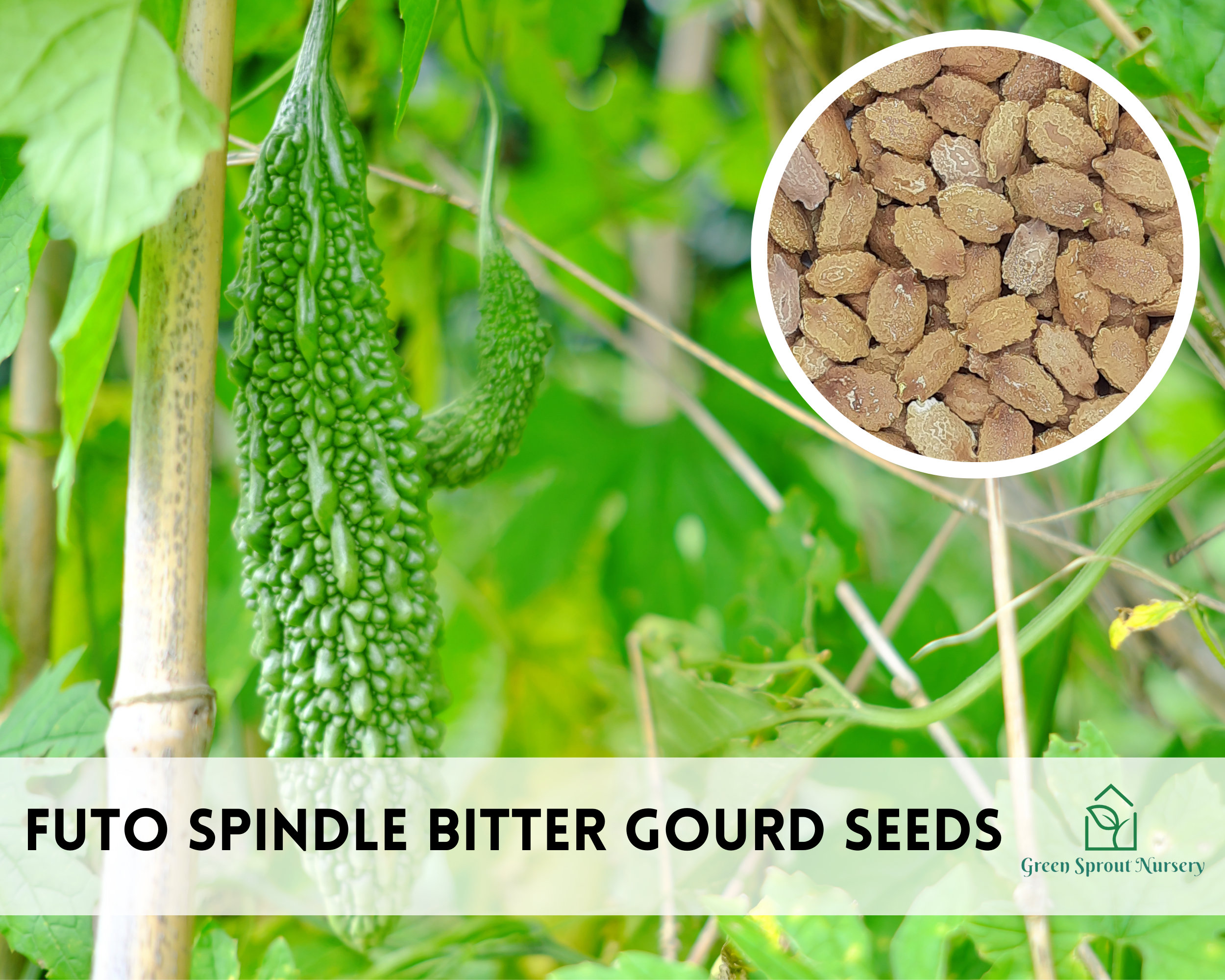 Japanese (futo) Bitter Gourd, Bitter Melon Seeds, Non-gmo (8+