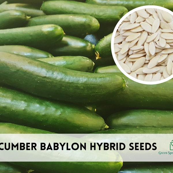 25+ Cucumber Babylon Hybrid Seeds Non-GMO