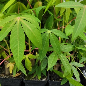 Cassava, Yuca (Manihot Esculenta) Starter Live Plants -2.5" pot