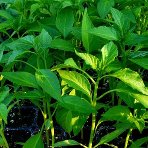 May include: Close-up of young green pepper plants growing in black plastic trays. The plants have vibrant green leaves and slender stems, with sunlight illuminating the foliage. The image showcases a collection of seedlings ready for transplanting.