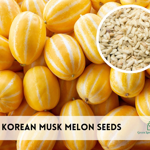 35+ Korean Melon (Chamoe 참외) Fruit Seeds Non-GMO