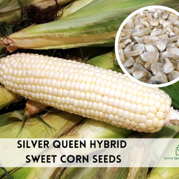 Silver Queen Corn Plants Etsy
