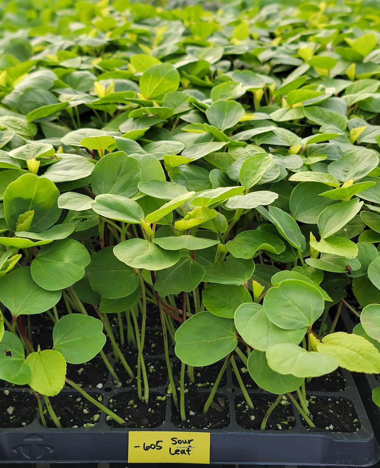 Roselle Hibiscus, Hibiscus Sabdariffa Starter Live Plants - 4 Seedlings