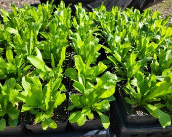 Culantro Herbs Starter Live Plants (2.5" pot)