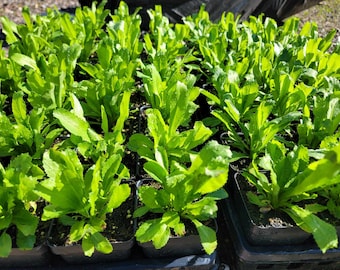 Culantro Herbs Starter Live Plants - 2.5" pot