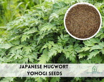 Japanese Mugwort - Yomoji - Artemisia Princeps Herb Seeds, Non-GMO (500+ Seeds)