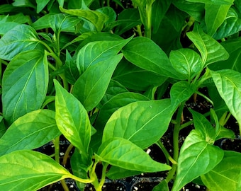 Padrón Peppers, Pimientos de Padrón Starter Live Plants - 4 Seedlings