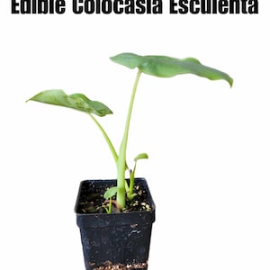 May include: A small taro plant, also known as Colocasia esculenta, in a black plastic pot. The plant has large, green leaves and is growing in soil.