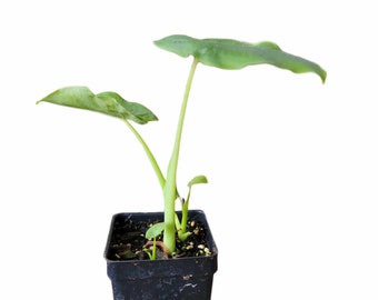 Taro Plant, Edible Colocasia Esculenta (Elephant Ear, Ape flower, Alocasia) - Kav Ywm Starter Live Plant (2.5" pot)