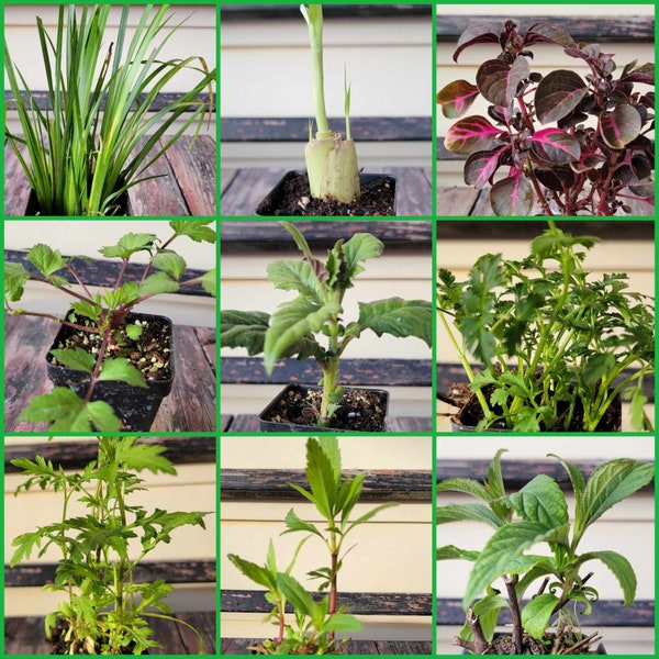 Hmong Tshuaj Herbs Starter Live Plants Package (8 or 9 Piece Variety)