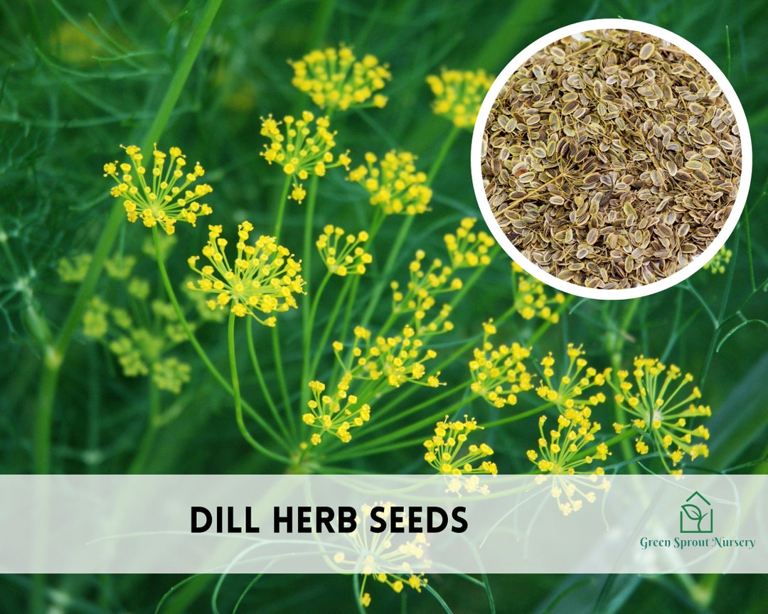 500 Dill Seeds for Planting Heirloom Herbs Nongmo Etsy