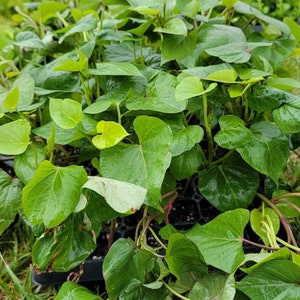 May include: A close-up of a tray of green leafy plants with vibrant green leaves. The plants are growing in a black tray with small individual compartments. The leaves are glossy and appear to be wet.