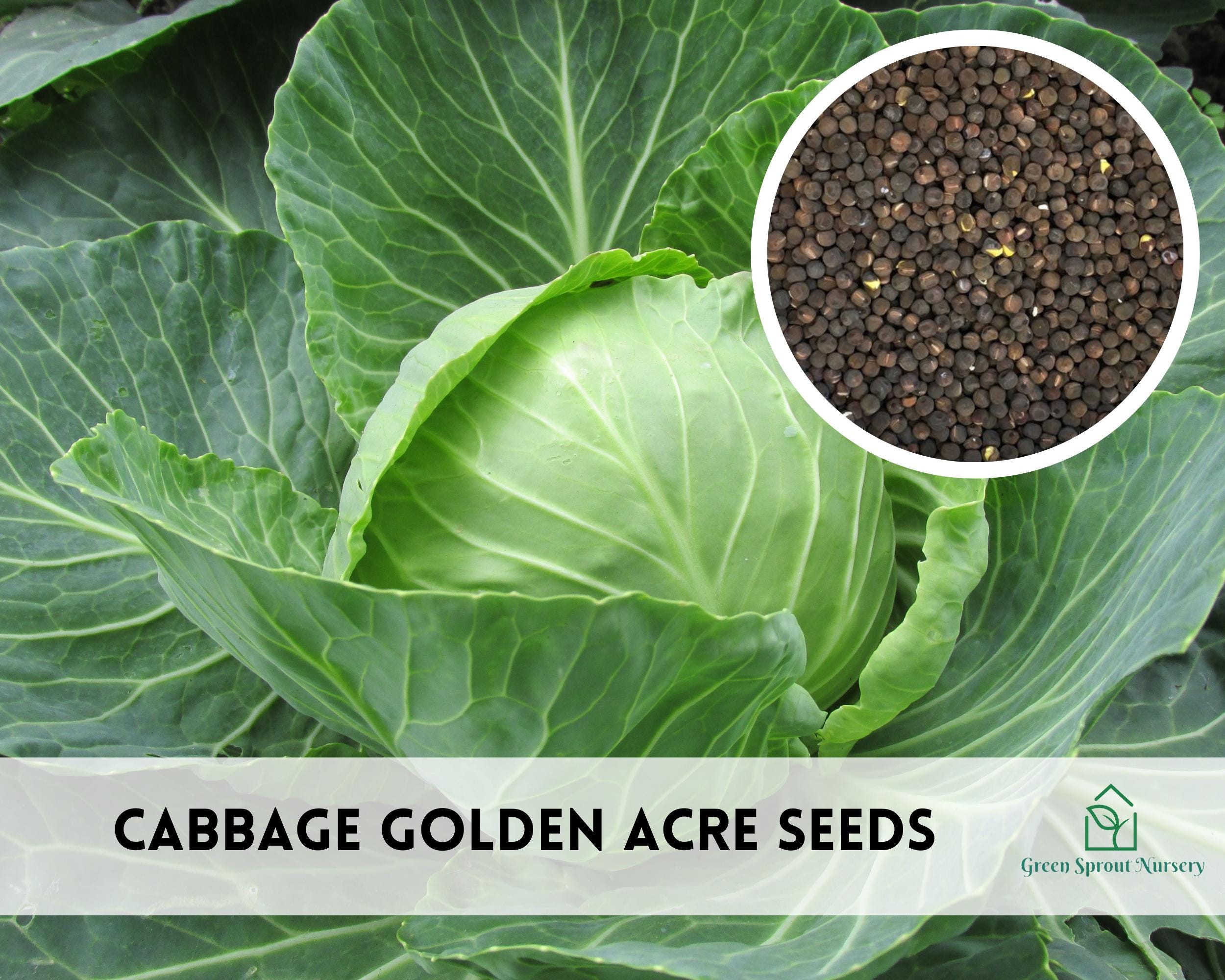 thumbnail image 2 of 1000+ Red Acre Cabbage Seeds – Heirloom, NON-GMO, Fresh – Cold Resistant Vegetable 2 of 2