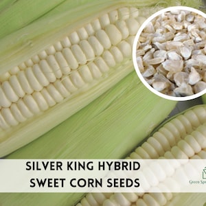 May include: Close-up of white sweet corn kernels. The corn is in the husk, showing the rows of kernels.  The image also shows a pile of white sweet corn seeds.  The text "SILVER KING HYBRID SWEET CORN SEEDS" is at the bottom of the image.  Green Sprout Nursery is in the bottom right corner.