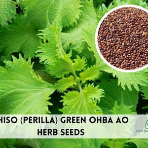 100+ Shiso (Perilla) - Green Ohba Ao Seeds Herb Heirloom Non-GMO