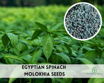 200+ Egypt Spinach Green Jute Rau Ray Xanh Seeds Heirloom Non-GMO