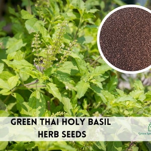 May include: Close-up of green Thai holy basil herb seeds. The seeds are small and brown, and they are shown in a white circle against a background of green basil plants.