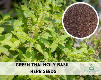 1000+ Green Thai Holy Basil, Kras Pao Pakapao Tulsi Ocimum Tenuiflorum, Herb Seeds Heirloom Non-GMO