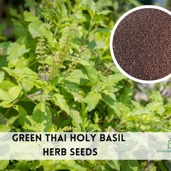 1000+ Green Thai Holy Basil, Kras Pao Pakapao Tulsi Ocimum Tenuiflorum, Herb Seeds Heirloom Non-GMO