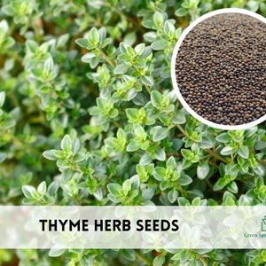 200+ Thyme, Common Heirloom Herb Seeds Non-GMO