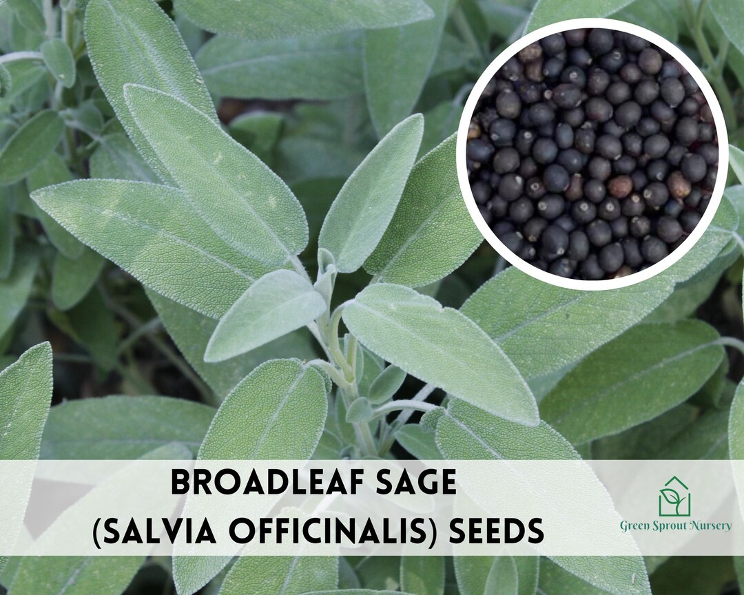 Broadleaf Sage Herb Seeds, Heirloom Non-gmo (100+ Seeds) - Etsy