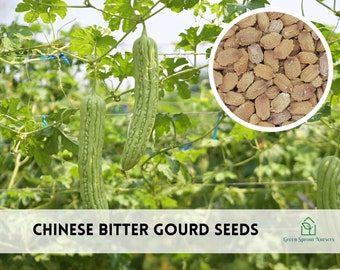 Chinese Bitter Gourd, Bitter Melon Seeds, Non-GMO (10+ Seeds)