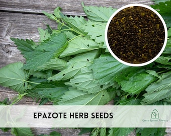 May include: Image of fresh epazote herb leaves and seeds. The leaves are a vibrant green with serrated edges, and the seeds are a dark brown color. The text "EPAZOTE HERB SEEDS" is displayed at the bottom of the image.