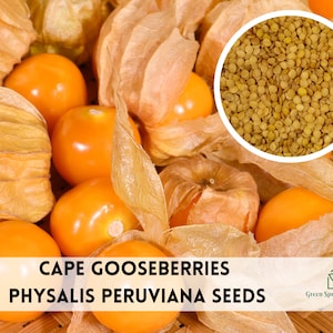 May include: Close-up of cape gooseberry fruit, also known as physalis peruviana, with a pile of seeds. The fruit is orange and the seeds are light brown. The text "CAPE GOOSEBERRIES PHYSALIS PERUVIANA SEEDS" is at the bottom of the image.