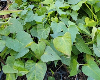 Purple Sweet Potato Starter Live Plants - 4 Rooted Slips