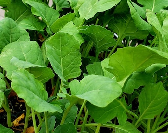 Broccoli, Green Magic Live Plant Starter (6 Seedlings)