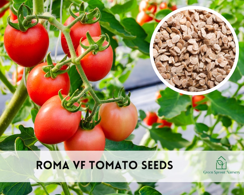 Ripe Roma Tomato, Roma VF Seeds, Non-gmo (50+ Seeds) - Etsy