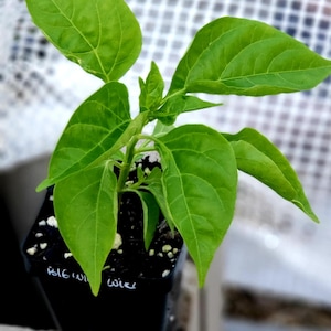 May include: A small green pepper plant growing in a black pot with white writing that says "WILE" and "BIG JIM".