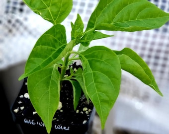 Wiri Wiri (Big) Pepper Starter Live Plants - 2.5&quot; pot