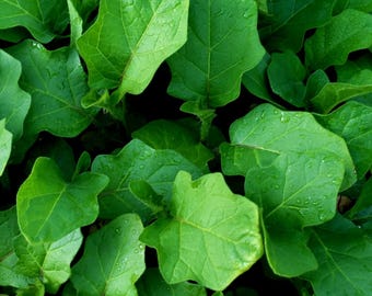 Thai Makheua Puang Pea, Turkey Berry Eggplant Starter Live Plants - 4 Seedlings