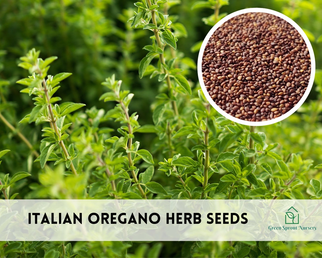 100 Italian Oregano Herb Seeds Heirloom Nongmo Etsy