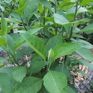 May include: Close-up of a vibrant green plant with large, textured leaves. The leaves have prominent veins and are arranged along slender stems. The plant appears healthy and lush, with a natural, outdoor setting.