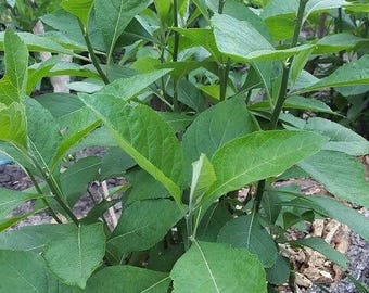 African Bitter Leaf, Veronia Amygdalina, Ntoo Iab Live Plant - 2.5" pot