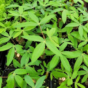 May include: Close-up of a tray of green cassava plant seedlings. The plants have large, pointed leaves and are growing in black plastic pots.