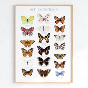 Schmetterling Poster – Tiere lernen, Garten Wald Wiese, Schmetterlingsposter, Tierposter, DRUCK A4 A3, Montessori Lernmaterial, Bildtafel