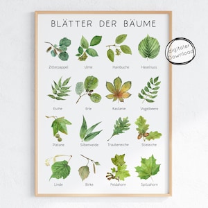 Puede incluir: Una impresión enmarcada con ilustraciones en acuarela de varias hojas de árboles, etiquetadas en alemán. Las hojas se representan en tonos verdes y marrones, con venas y texturas detalladas. Incluye el texto "BLÄTTER DER BÄUME".