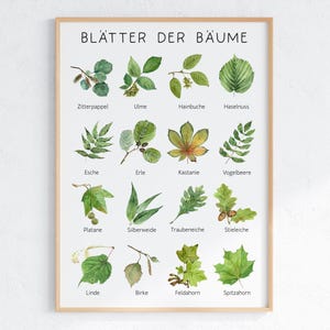 Könnte beinhalten: Ein gerahmter Druck mit Aquarellillustrationen verschiedener Baumblätter, die jeweils mit ihrem deutschen Namen beschriftet sind. Die Blätter sind in Grün- und Brauntönen gehalten, mit dem Titel "BLÄTTER DER BÄUME" oben.