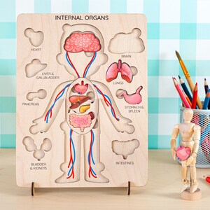 Internal Organs Wooden Puzzle, Human Body Matching Activity Wood ...
