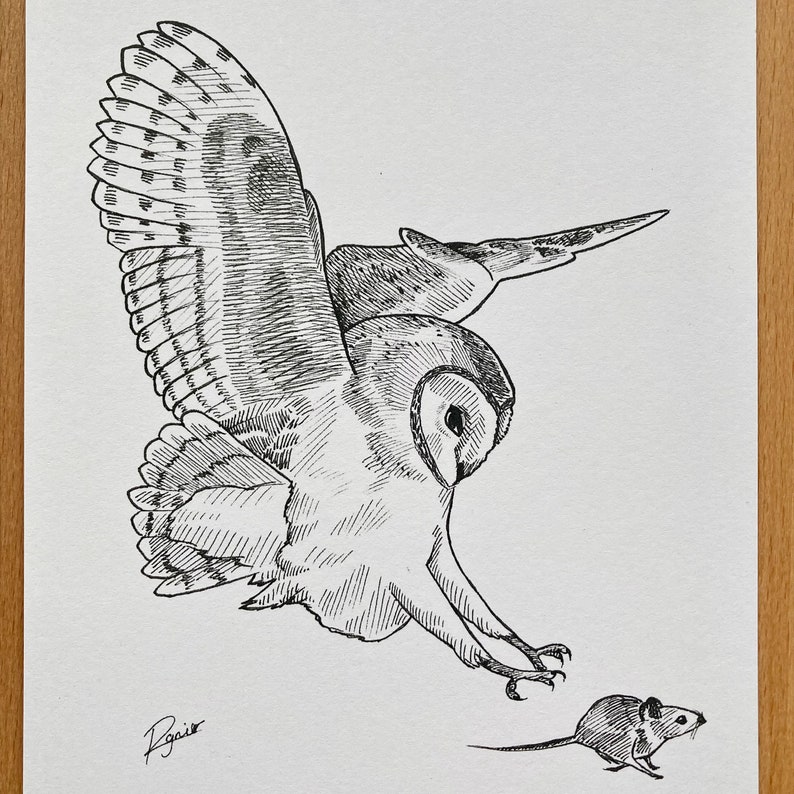 Barn Owl Hunting Ink Drawing, Ink Art, Wildlife Art, Owl Drawing, Barn ...