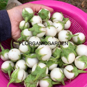 Thai Whie Eggplant (Ca Phao Trang