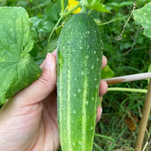 Thai cucumber seeds/ Vietnam cucumber/Asian cucumber seeds