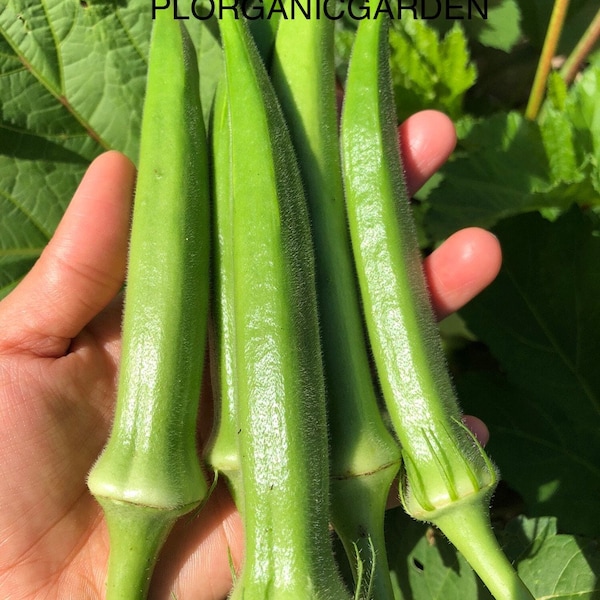 Okas organic seeds/ baby okras seeds/ Hat giong dau bap