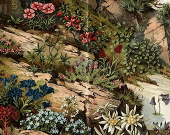 Plants / Orig. 1903 Antique Chromolitho of Plants in the Alps