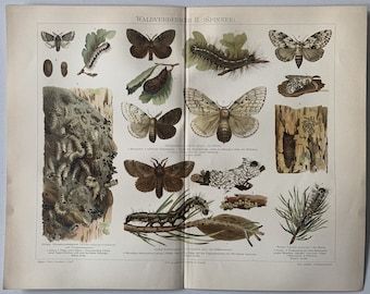 Animals / Orig. 1897 Antique Chromolitho of Forest Insects - Moths