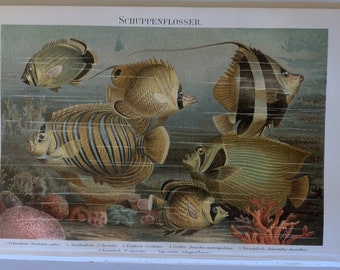 Animals / Orig. 1897 Chromolitho of Fishes