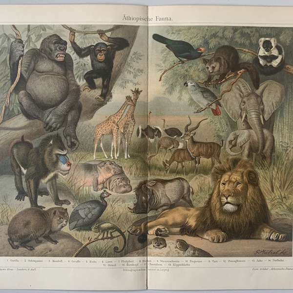 Animals / Original 1903 Antique Chromolithograph of African Fauna